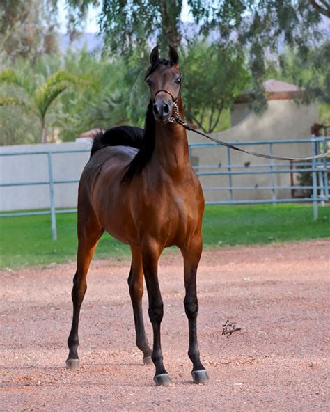 Versace mare breeders